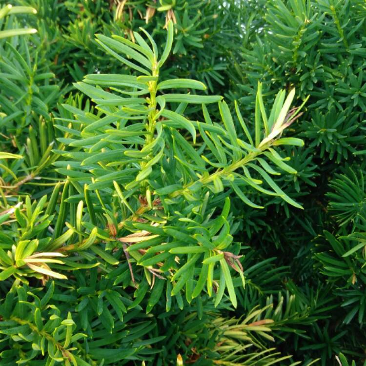 Plant image Taxus baccata 'Repandens'