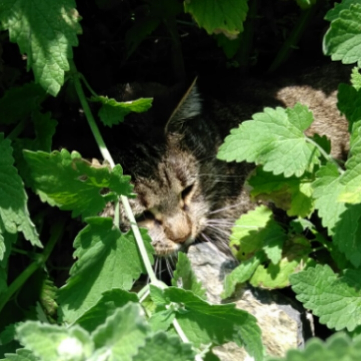 plant image 466868