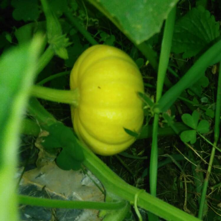 Plant image Cucurbita pepo 'Jack Be Little'