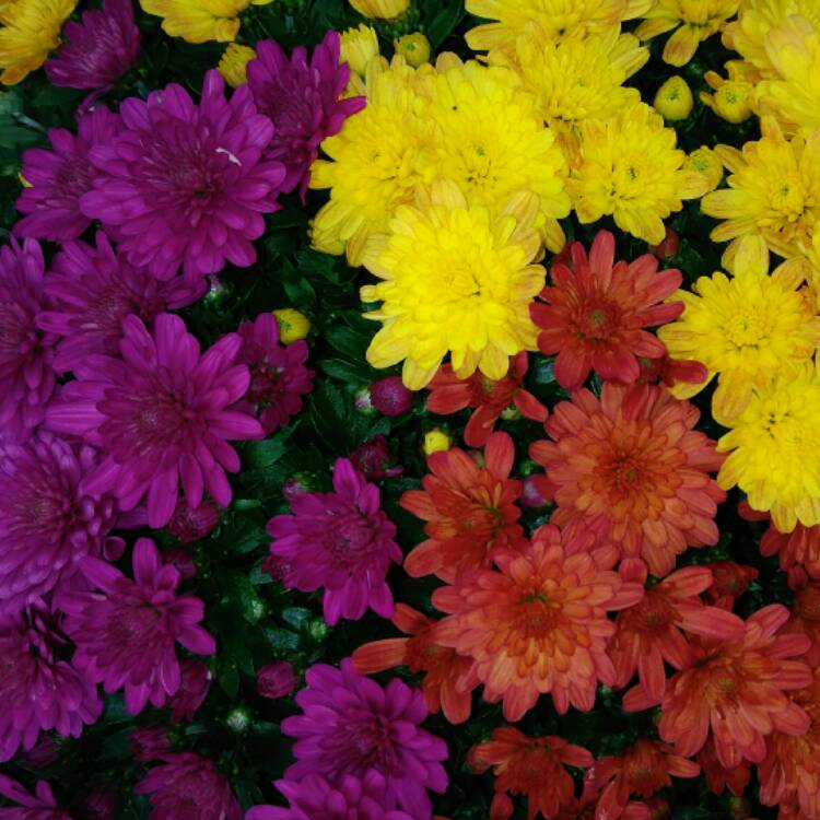 plant image 544236 plant image 544236