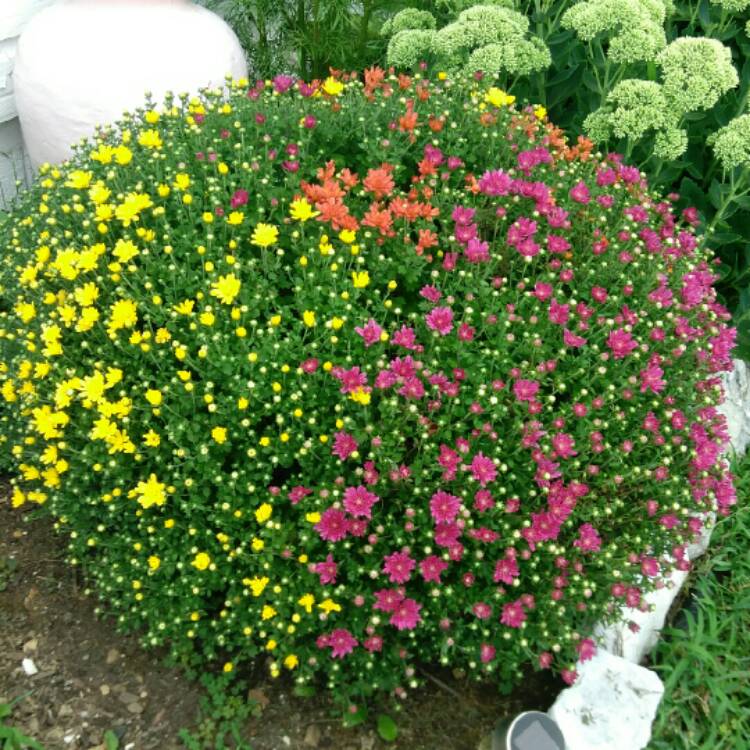 plant image 825779 plant image 825779