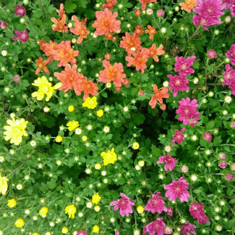 plant image 825781 plant image 825781