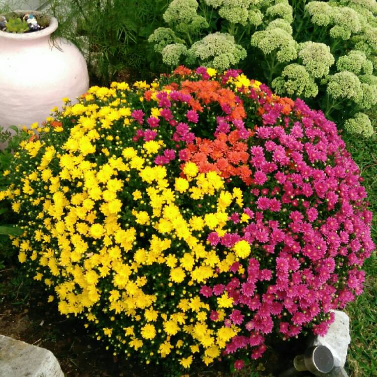 plant image 830803 plant image 830803