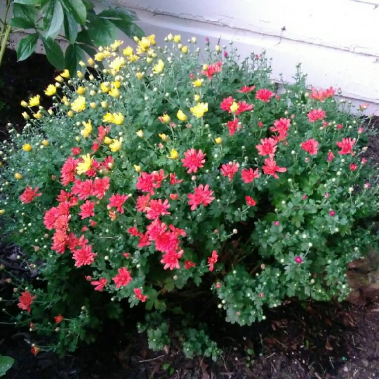 plant image 830812 plant image 830812
