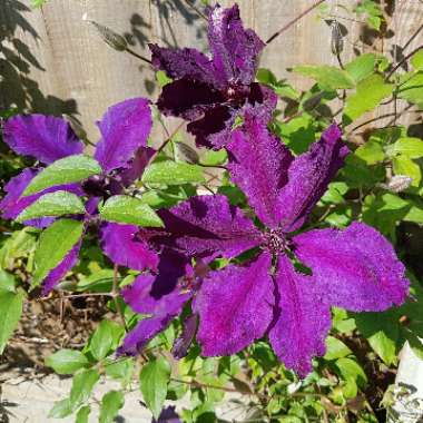 Clematis