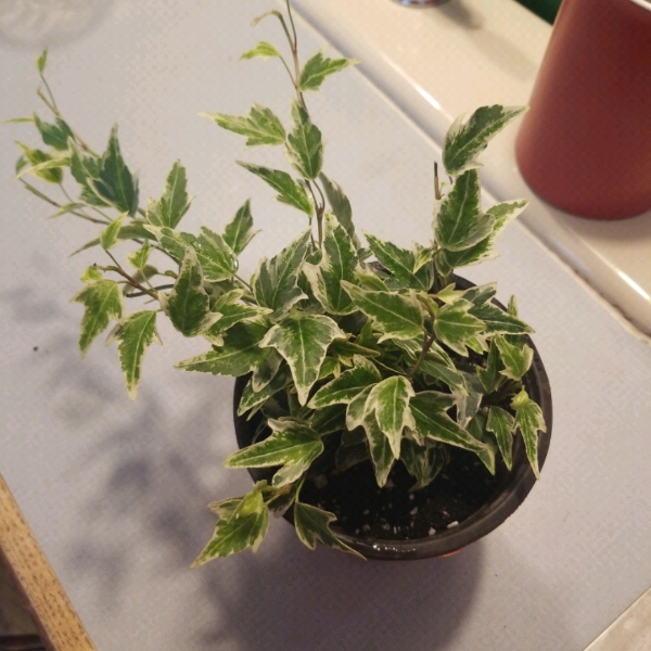plant image 1010252