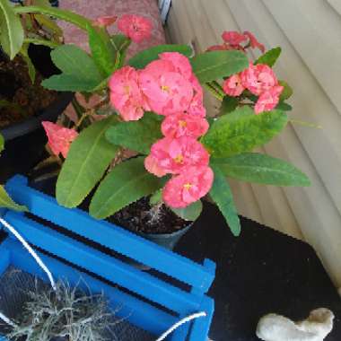 Brandon's garden