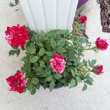 Brandon's garden