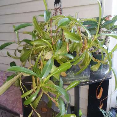 Brandon's garden