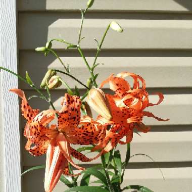 Brandon's garden