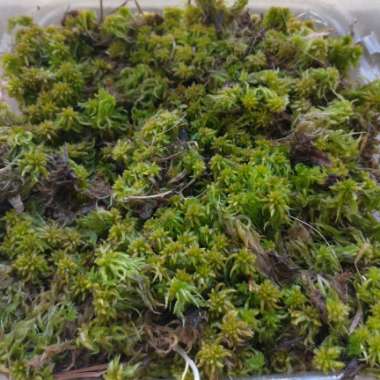 Sphagnum (living plant), Peat Moss (decayed plant)