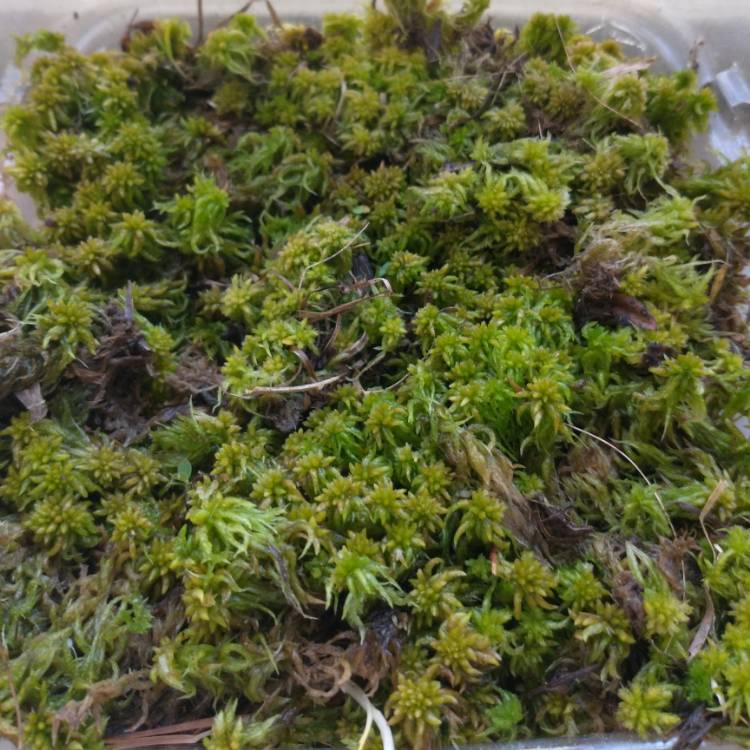 Plant image Sphagnum Moss