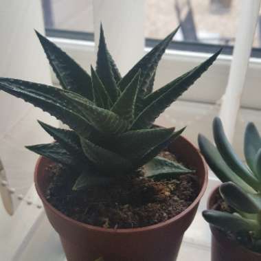 Haworthiopsis 'File Leafed'