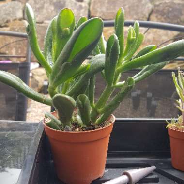 Crassula 'Hobbit'