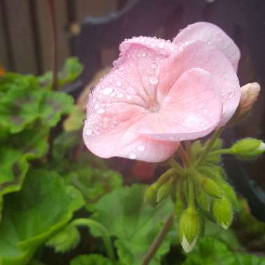 Cranesbill (Geranium)