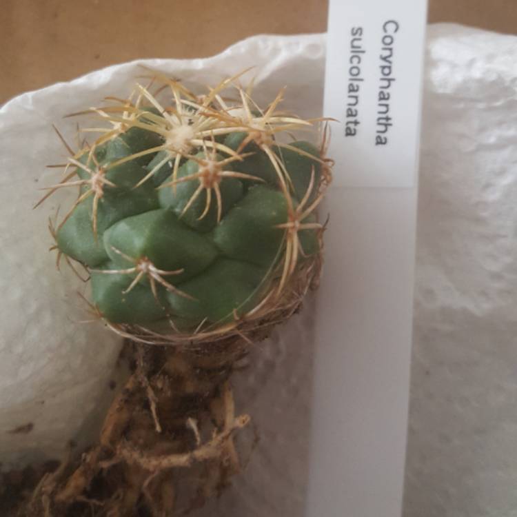 Plant image Coryphantha sulcata syn. Mammillaria sulcata