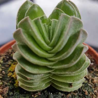 Crassula 'Buddha's Temple'