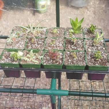 Jason's garden