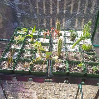 Jason's garden
