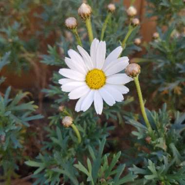 Marguerite Daisy Madeira 'White Improved'