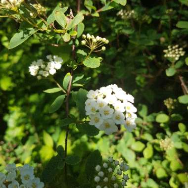 Marion's garden