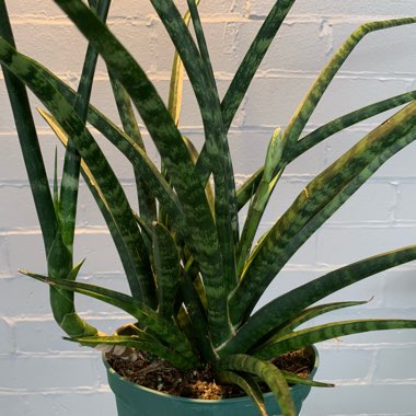 Sansevieria cylindrica