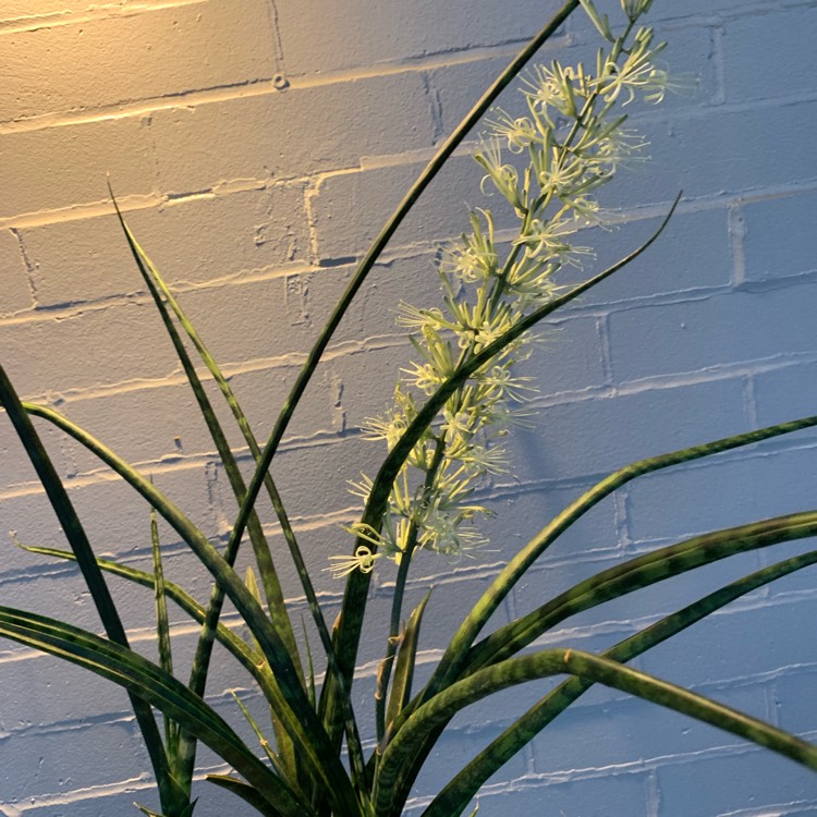 Plant image Sansevieria cylindrica