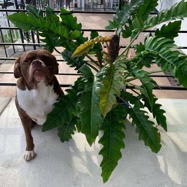 Philodendron 'Jungle Boogie'