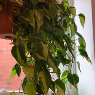 Philodendron hederaceum var. oxycardium 'Brasil' syn. Philodendron hederaceum 'Brasil', Philodendron 'Brasil', Philodendron scandens 'Brasil'