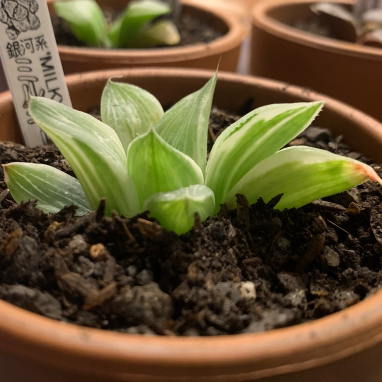 Plant image Haworthia retusa 'Milky Way'