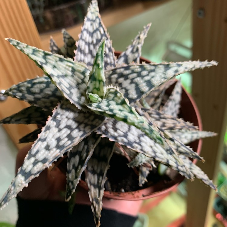 Plant image Aloe 'Snowstorm'