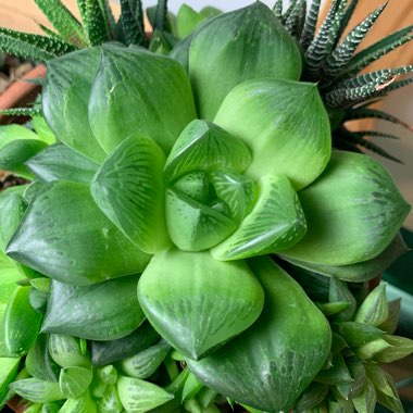 Haworthia Cymbiformis