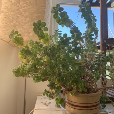 Plectranthus hadiensis var. 'tomentosa'