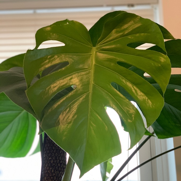 plant image 1255222