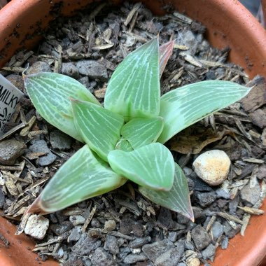 Haworthia retusa 'Milky Way'