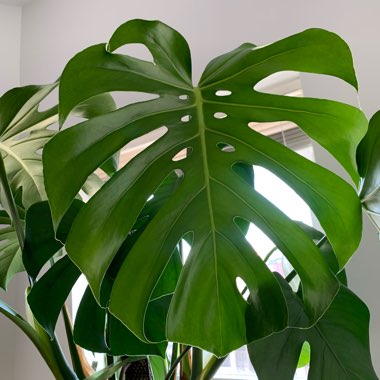 Monstera deliciosa