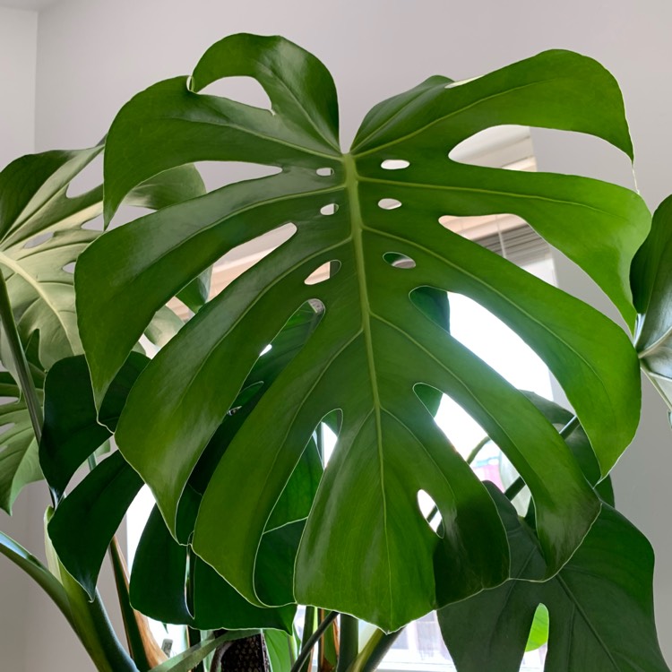 plant image 1325063