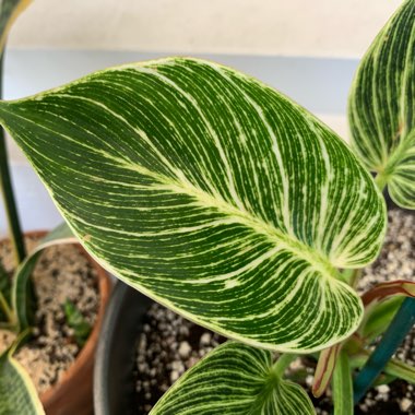 Philodendron Birkin