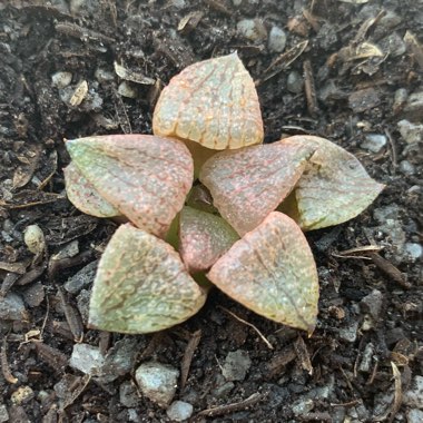 Haworthia Emelyae var. Picta