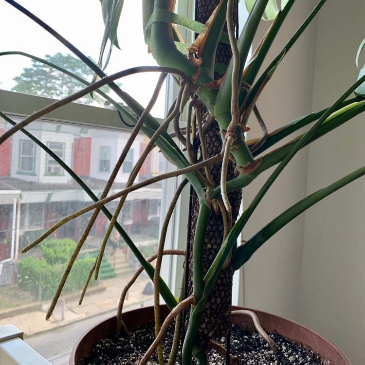 plant image 1340346
