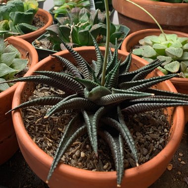 Haworthiopsis limifolia syn. Haworthia limifolia