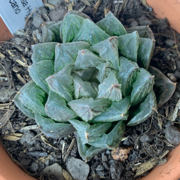 plant image 1376300