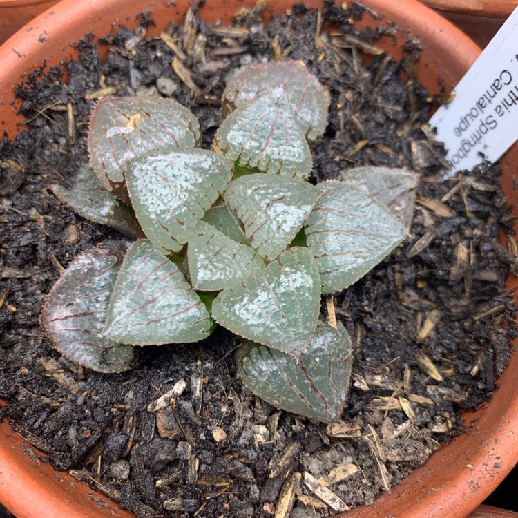 Plant image Haworthia Springbokvlakensis