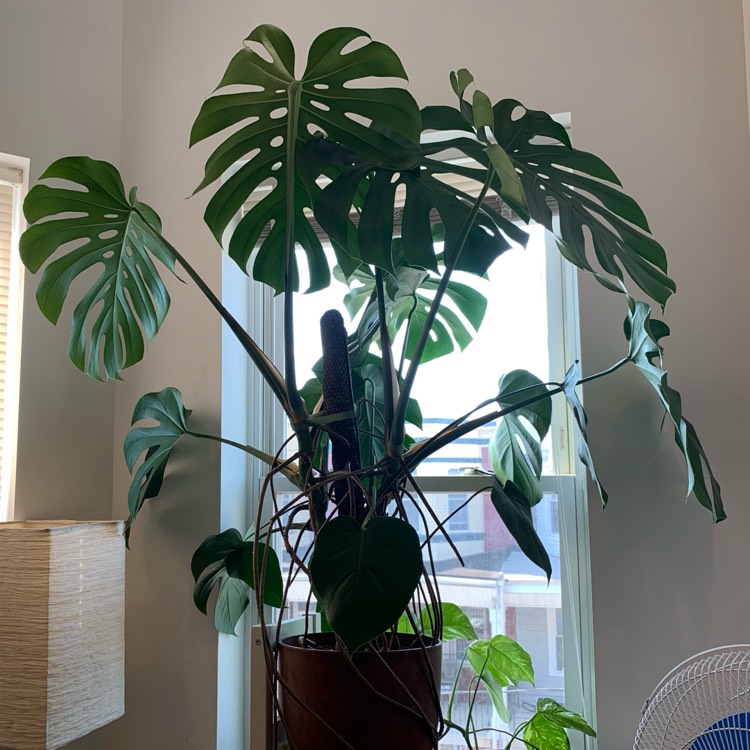 plant image 1380279