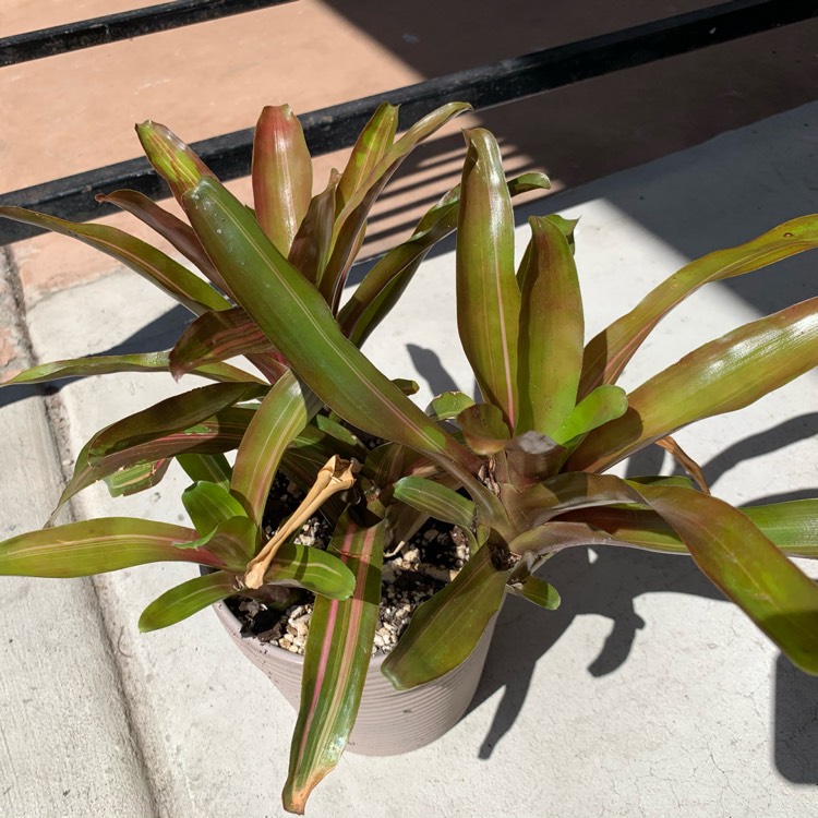 plant image 1386791