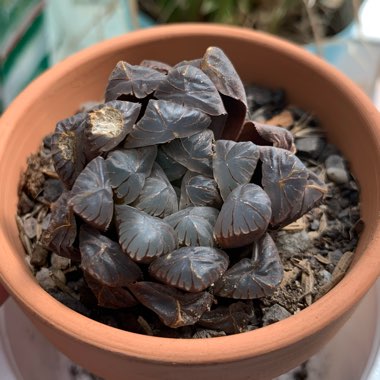 Haworthia obtusa var. pilifera