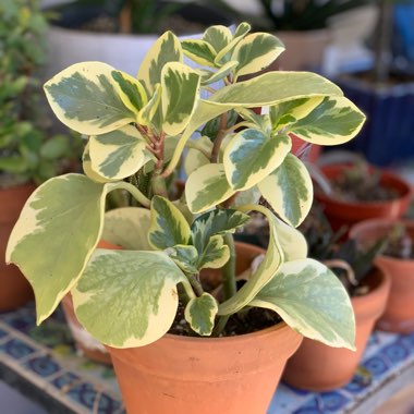 Peperomia obtusifolia (Magnoliifolia Group) 'Golden Gate' syn. Peperomia obtusifolia 'Golden Gate'