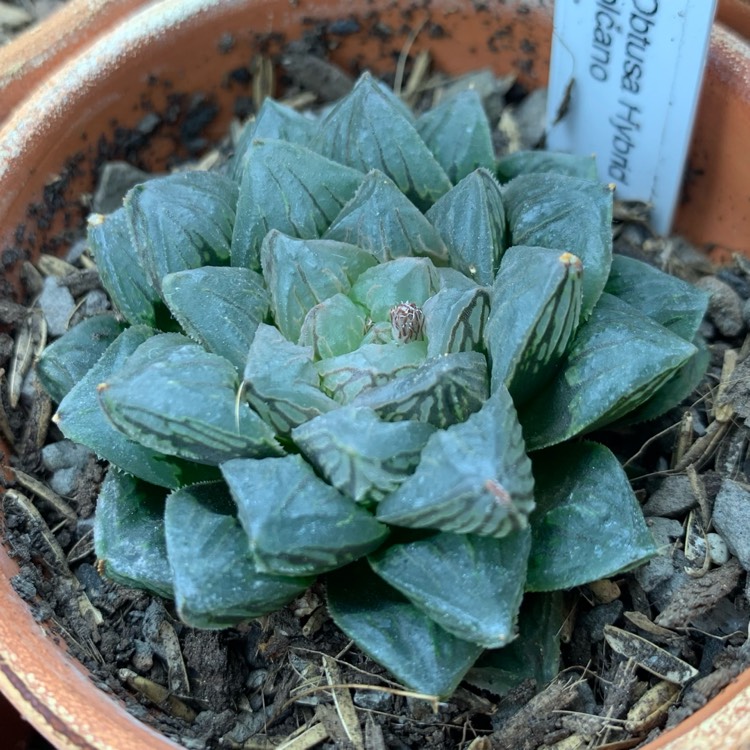 plant image 1442485