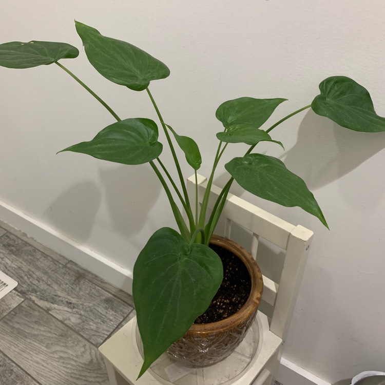 Plant image Alocasia cucullata