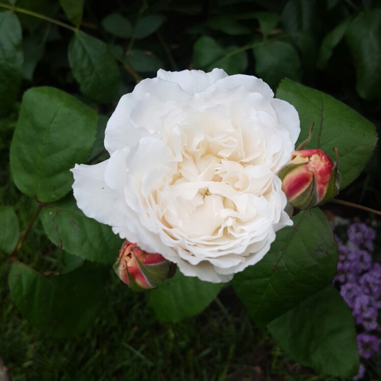plant image 111984 plant image 111984